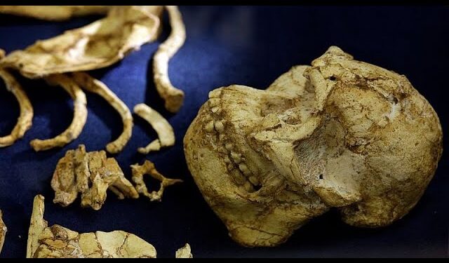 Fossil discovery in Ethiopia reveals missing chapter in human evolution