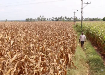 Zimbabwe brings back maize import ban after bumper harvest