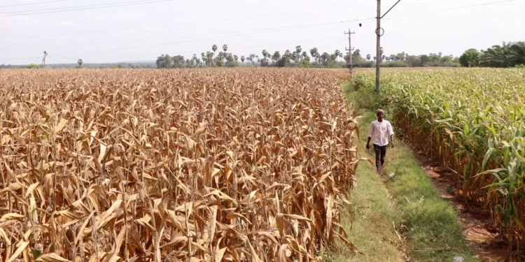 Zimbabwe brings back maize import ban after bumper harvest