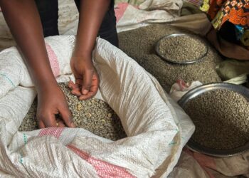 DR Congo coffee farmers fear war will undo recent gains