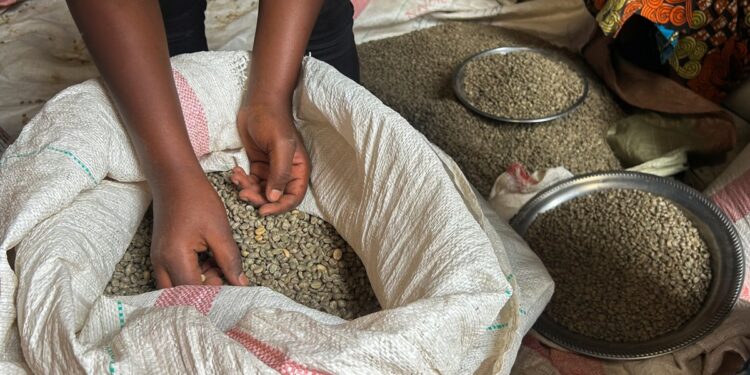 DR Congo coffee farmers fear war will undo recent gains