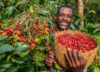 Ethiopian coffee exports earn more than $500 million in just two months