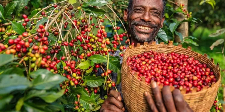 Ethiopian coffee exports earn more than $500 million in just two months