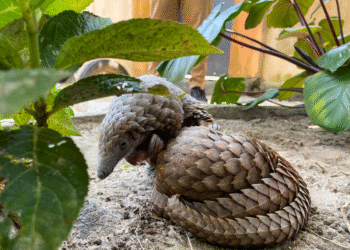 Nigeria to impose more stringent penalties on wildlife traffickers