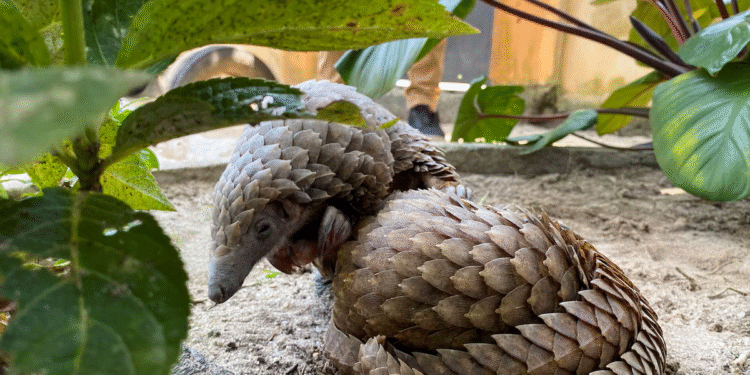 Nigeria to impose more stringent penalties on wildlife traffickers