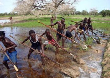The Balanta of Guinea-Bissau, Senegal and The Gambia