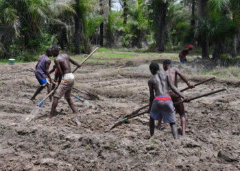The Jola/Diola people of Senegal, the Gambia, and Guinea-Bissau