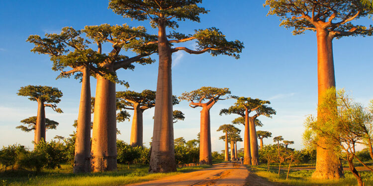 Avenue of the Baobabs, Madagascar