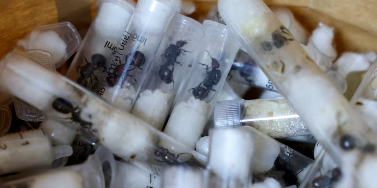 Kenya arrests man trying to smuggle over 2,000 live ants in his luggage