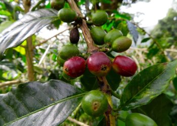 From coffee beans to forests: Rebuilding forests in São Tomé and Príncipe