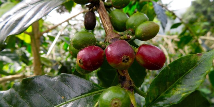 From coffee beans to forests: Rebuilding forests in São Tomé and Príncipe