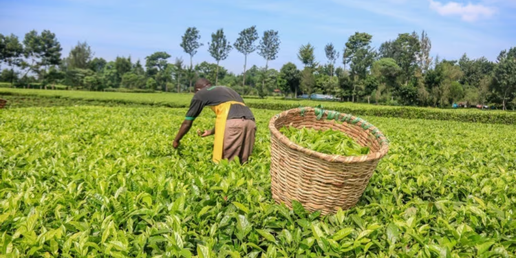 Kenya tea exports hit by Iran conflict as stocks pile up