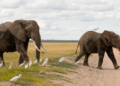 Kenya probes potential toxin after 15 elephants die in Amboseli ecosystem