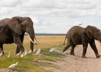 Kenya probes potential toxin after 15 elephants die in Amboseli ecosystem