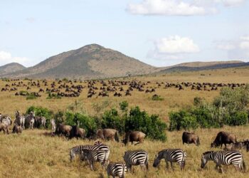 Kenyan activists launch new court case against luxury lodges in Maasai Mara reserve