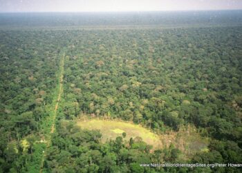 Sangha Trinational, north-western Congo Basin