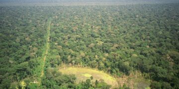 Sangha Trinational, north-western Congo Basin