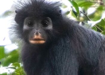 Scientists find new monkey species in Congo’s rainforest