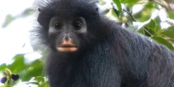 Scientists find new monkey species in Congo’s rainforest