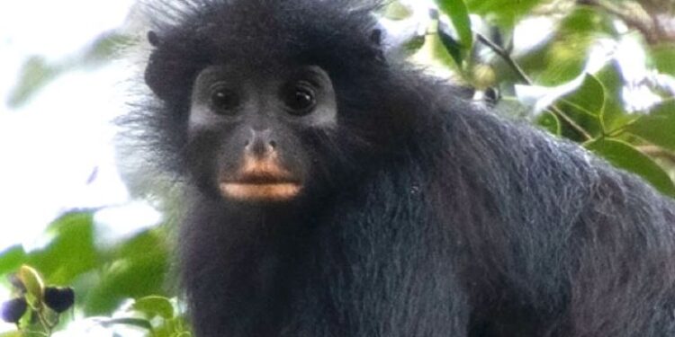 Scientists find new monkey species in Congo’s rainforest