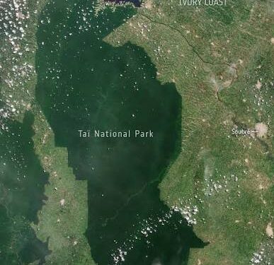 Taï National Park, Côte d’Ivoire