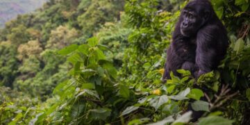 Bwindi Impenetrable National Park, Uganda