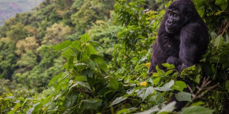 Bwindi Impenetrable National Park, Uganda