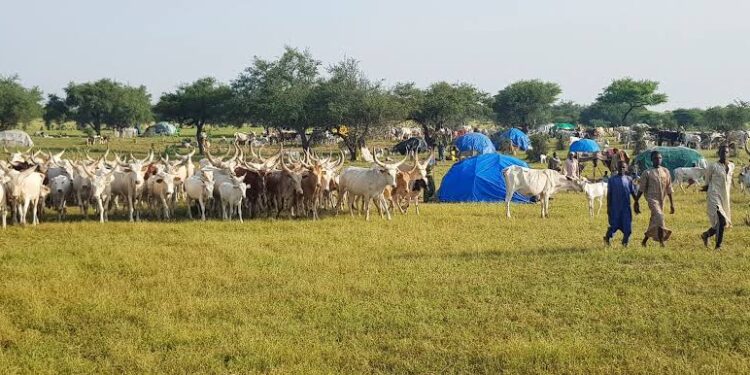 Drought-hit Chad bans some crop exports to avert food crisis