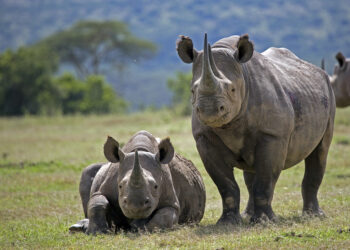 21 rhinocéros noirs transférés au Loisaba Conservancy au Kenya