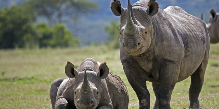 21 rhinocéros noirs transférés au Loisaba Conservancy au Kenya