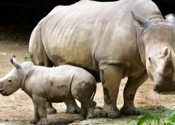Afrique du Sud : la plus grande ferme de rhinocéros du monde sauvée par une ONG