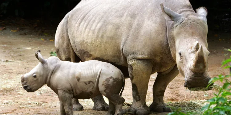 Afrique du Sud : la plus grande ferme de rhinocéros du monde sauvée par une ONG