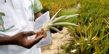 Au Burkina Faso, des agriculteurs cultivent des ananas dans le cadre d'une dynamique d'autosuffisance