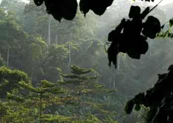 Au Ghana, une colonie illégale a transformé une réserve forestière en une ville criminelle.