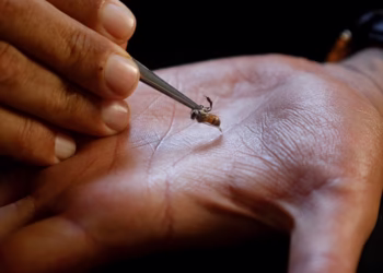Au Kenya, on utilise les piqûres d'abeilles pour soigner certaines maladies.