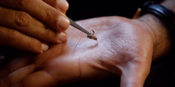 Au Kenya, on utilise les piqûres d'abeilles pour soigner certaines maladies.