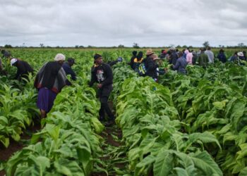 Au Zimbabwe, les petits exploitants se tournent vers le tabac face à la reprise des cultures.