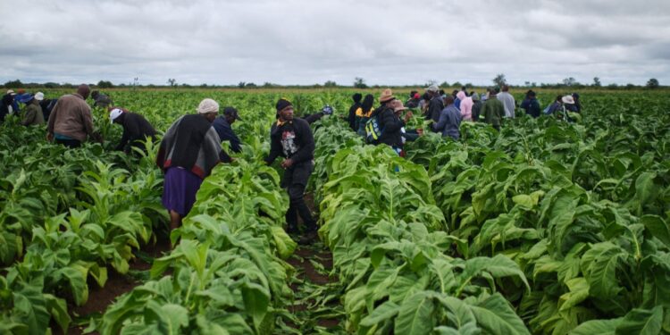 Au Zimbabwe, les petits exploitants se tournent vers le tabac face à la reprise des cultures.