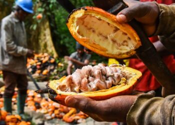 Cameroun : les chocolatiers mis à rude épreuve par la hausse des prix du cacao
