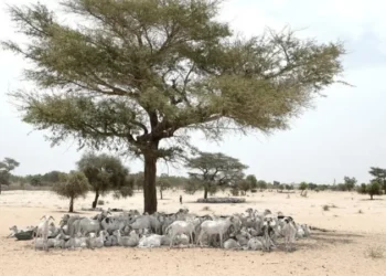 Changement climatique : une vague de chaleur mortelle en Afrique est « impossible » sans réchauffement