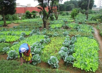 Côte d'Ivoire : Une coopérative de femmes pour les légumes transforme un village rural