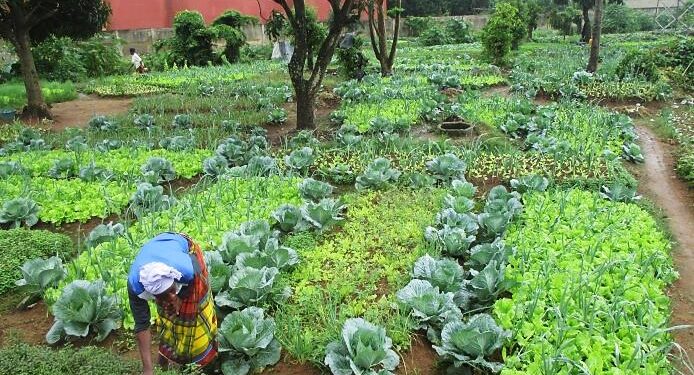 Côte d'Ivoire : Une coopérative de femmes pour les légumes transforme un village rural