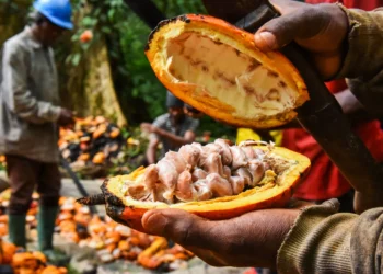 Côte d'Ivoire : la hausse du prix bord champ du cacao ne convainc pas