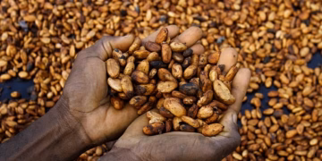 Déception en Côte d'Ivoire : le prix du cacao reste inchangé