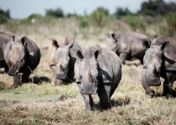Des dizaines de rhinocéros blancs transférés d'Afrique du Sud au Rwanda