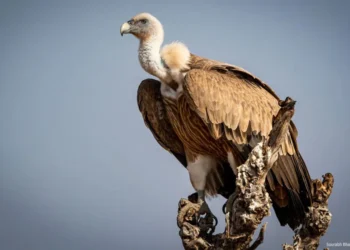 Les défenseurs de l'environnement africains sauvent les vautours de l'extinction