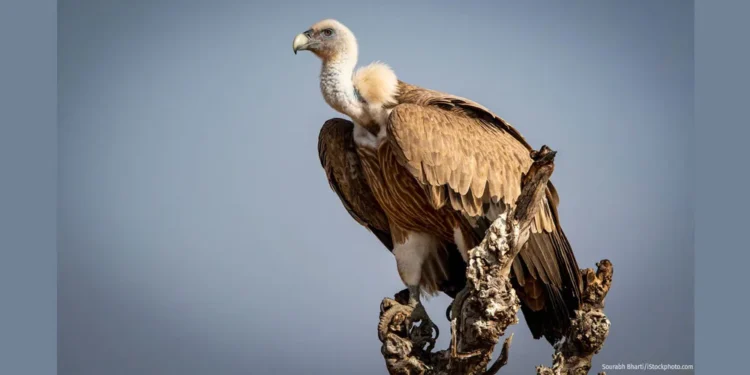 Les défenseurs de l'environnement africains sauvent les vautours de l'extinction