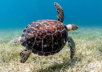 Des écologistes nigérians se battent pour sauver les tortues marines menacées