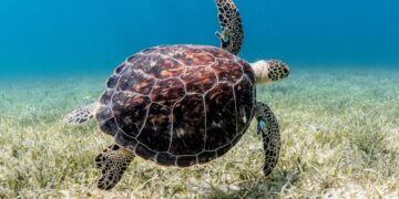 Des écologistes nigérians se battent pour sauver les tortues marines menacées
