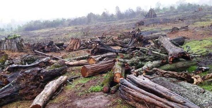 Des ruches cachées aident à lutter contre l'exploitation forestière illégale le long de la côte kenyane